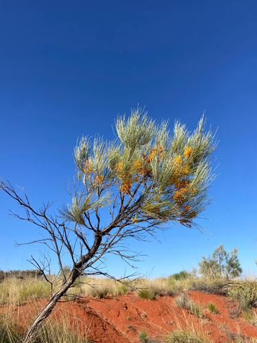 Grevillea juncifolia (Desert Grevillea) — photo