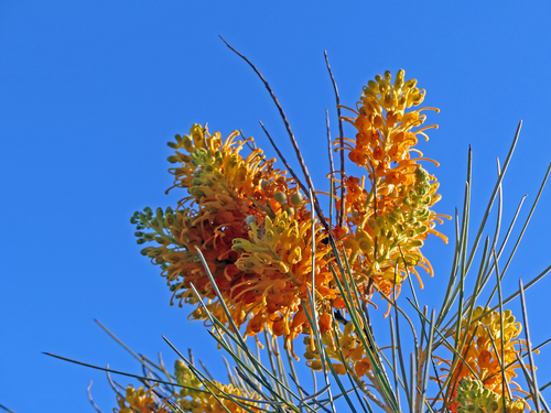 Grevillea juncifolia
