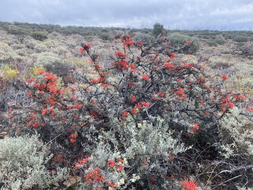 Grevillea kennedyana (Flame Spider Flower) — photo