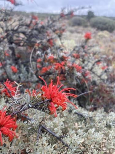 Grevillea kennedyana (Flame Spider Flower) — photo