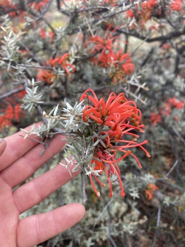Grevillea kennedyana