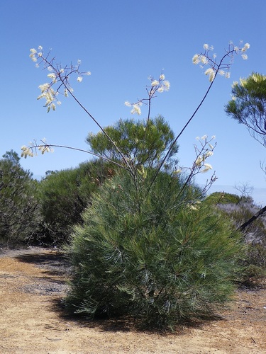 Grevillea leucopteris (Plume Grevillea) — photo