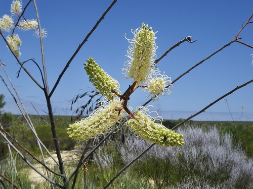 Grevillea leucopteris (Plume Grevillea) — photo