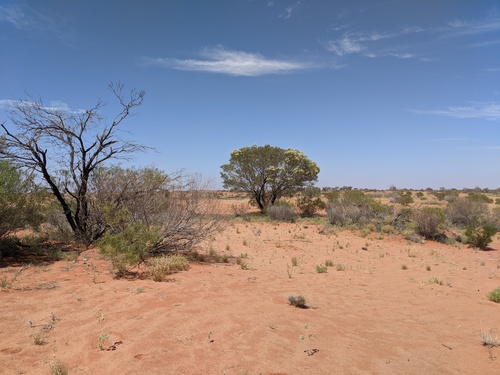 Grevillea nematophylla (Water Bush) — photo