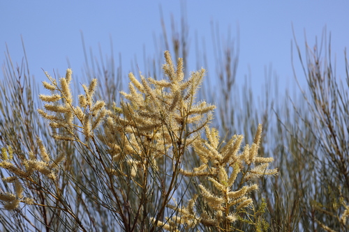 Grevillea nematophylla
