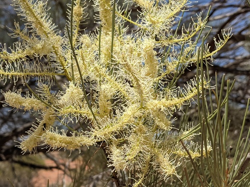 Grevillea nematophylla (Water Bush) — photo