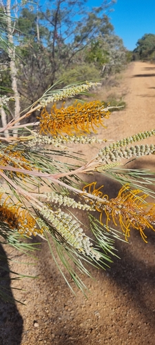 Grevillea pteridifolia (Golden Grevillea) — photo