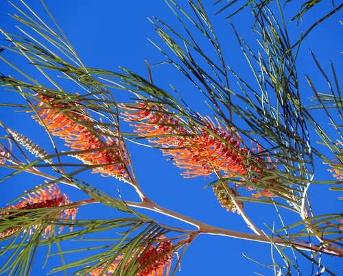 Grevillea pteridifolia