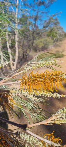 Grevillea pteridifolia (Golden Grevillea) — photo