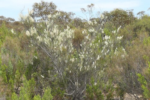 Grevillea pterosperma (Desert Grevillea) — photo