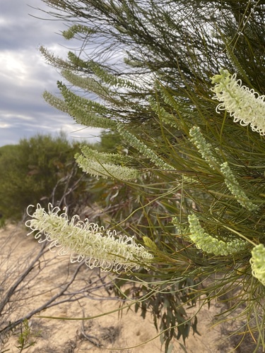 Grevillea pterosperma