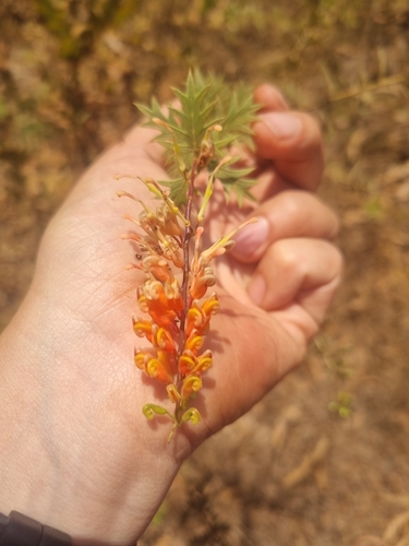 Grevillea pungens (Prickly Flame Grevillea) — photo