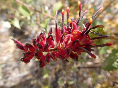 Grevillea pungens