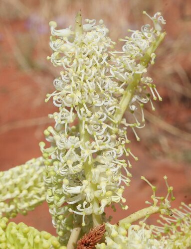 Grevillea pyramidalis — photo