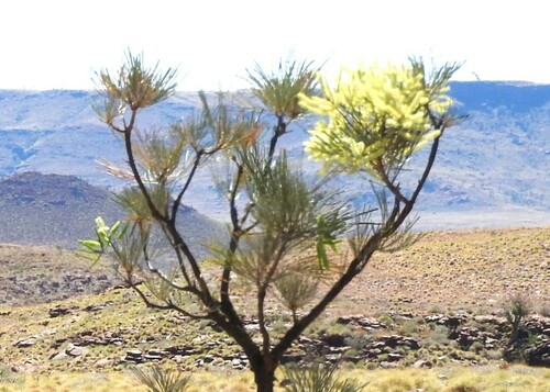 Grevillea pyramidalis subsp. leucadendron