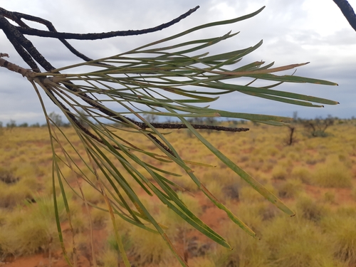 Grevillea pyramidalis subsp. leucadendron — photo