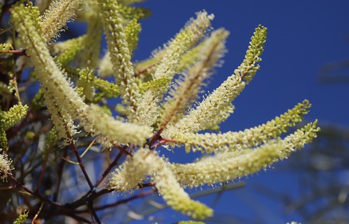 Grevillea pyramidalis — photo
