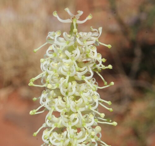 Grevillea pyramidalis