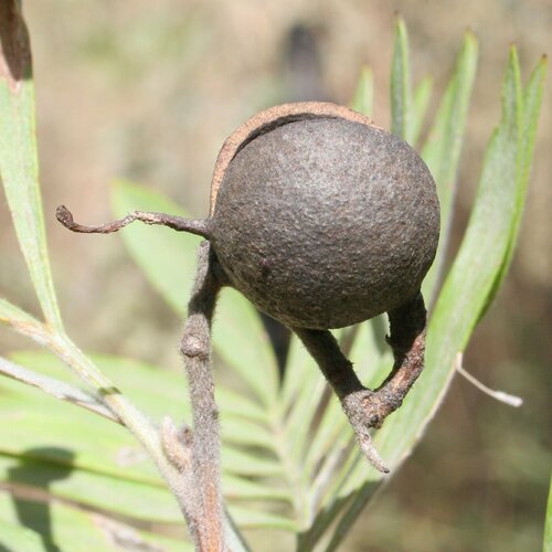 Grevillea refracta — photo