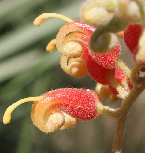 Grevillea refracta — photo