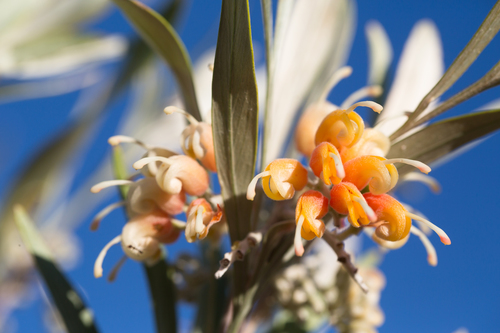 Grevillea refracta