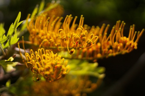 Grevillea robusta (Silky oak) — photo