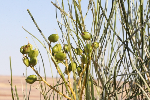 Grevillea stenobotrya (Rattlepod Grevillea) — photo