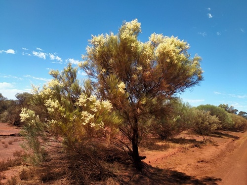 Grevillea stenobotrya (Rattlepod Grevillea) — photo