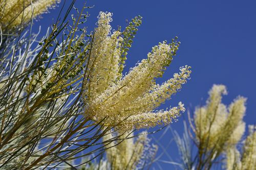 Grevillea stenobotrya