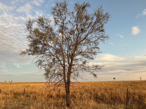 Grevillea striata (Beefwood) — photo