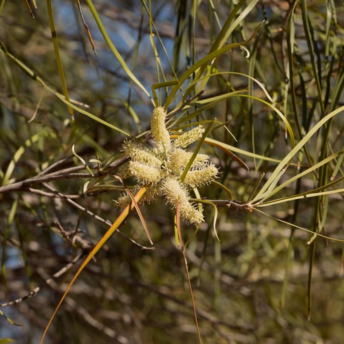 Grevillea striata