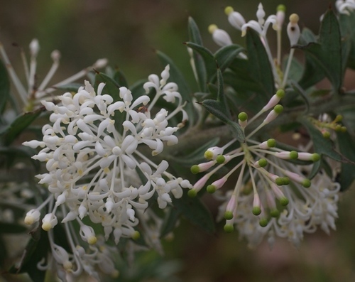 Grevillea vestita — photo