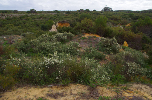 Grevillea vestita — photo