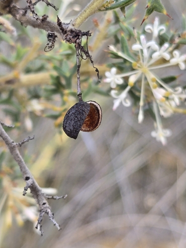 Grevillea vestita
