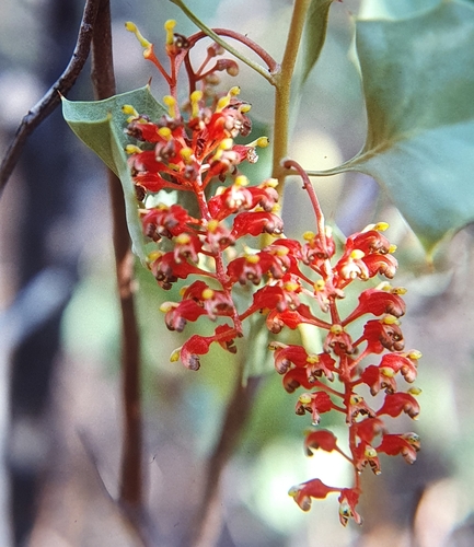 Grevillea wickhamii (Holly-leafed Grevillea) — photo