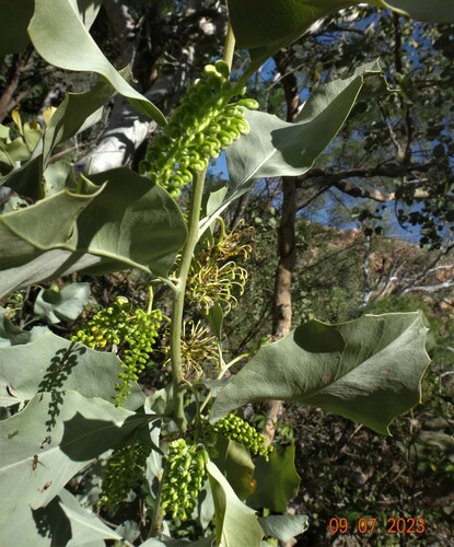 Grevillea wickhamii (Holly-leafed Grevillea) — photo