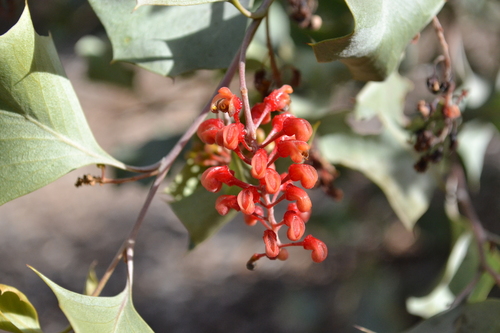 Grevillea wickhamii