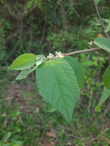 Grewia abutilifolia (Ts'o to) — photo