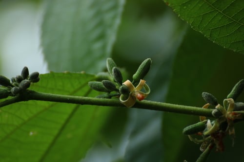 Grewia abutilifolia