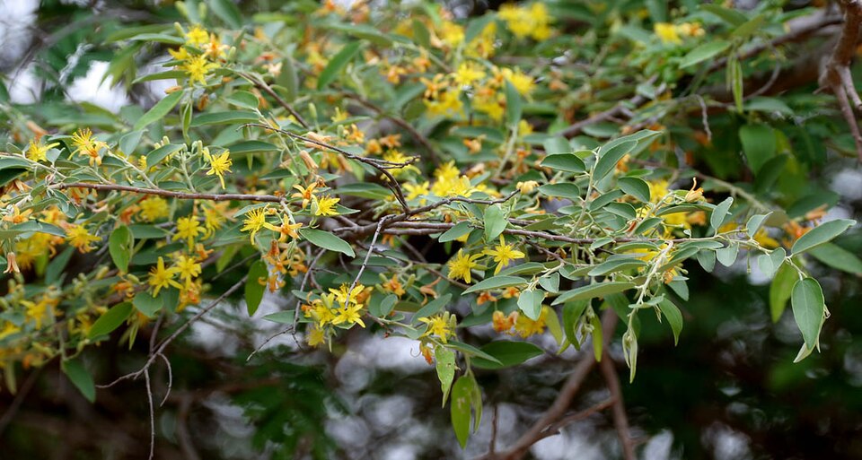 Grewia arborea — photo