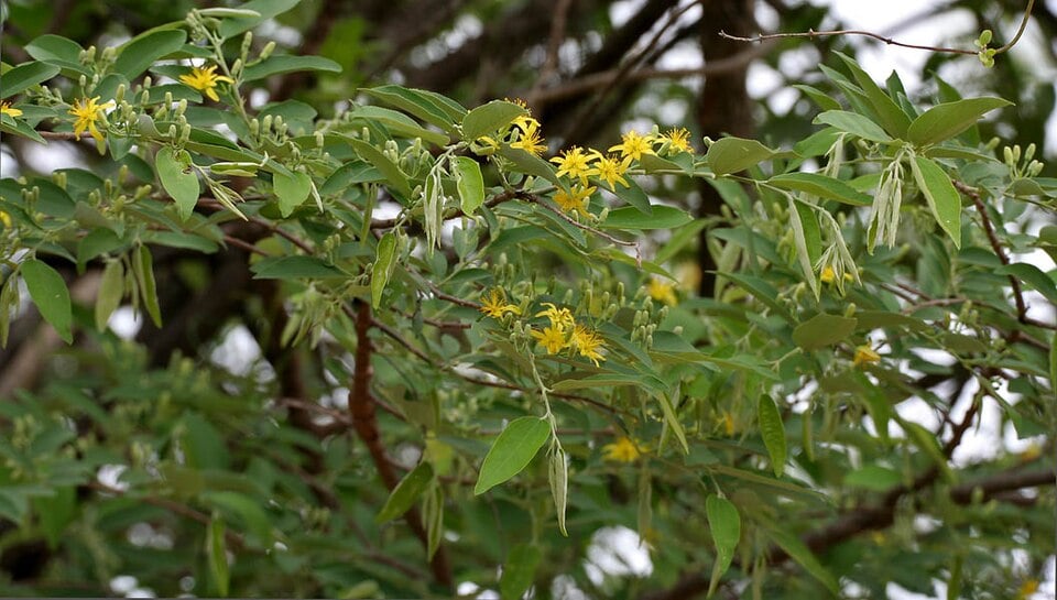 Grewia arborea