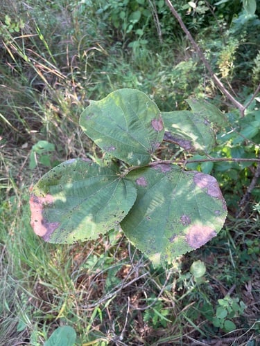 Grewia asiatica (Phalsa) — photo
