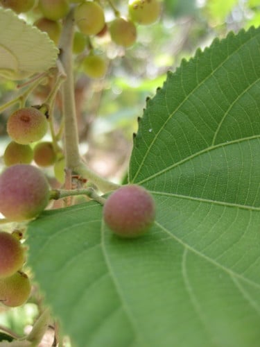 Grewia asiatica (Phalsa) — photo