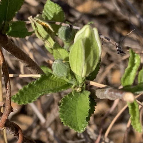 Grewia avellana (Raisin bush) — photo