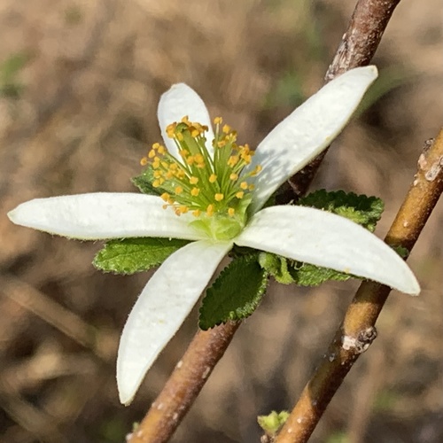 Grewia avellana (Raisin bush) — photo