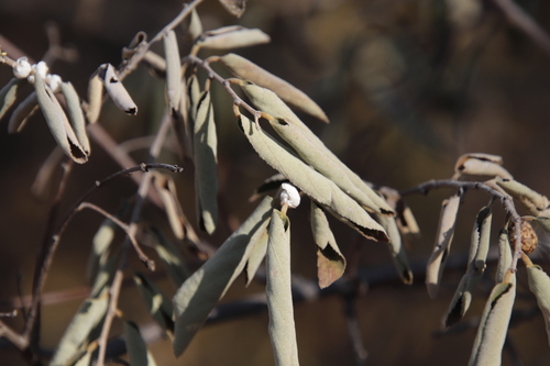 Grewia bicolor (Two-coloured grewia) — photo