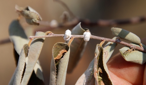 Grewia bicolor (Two-coloured grewia) — photo