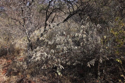 Grewia bicolor