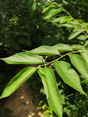Grewia biloba subsp. parviflora — photo