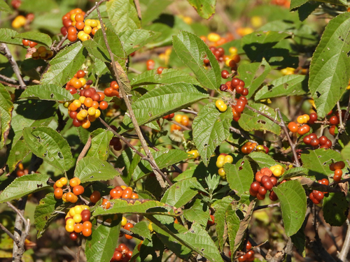 Grewia biloba subsp. parviflora — photo